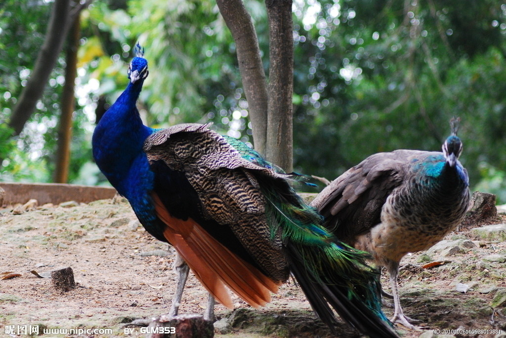 �{(l��n)��ȸ