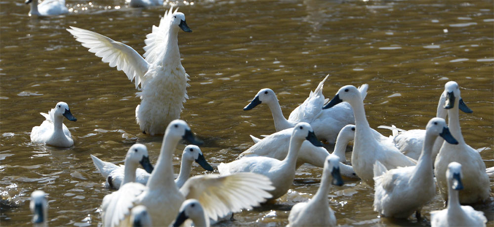 �gӭ�����R����ʡ�{�����B(t��i)�l(f��)չ���޹�˾